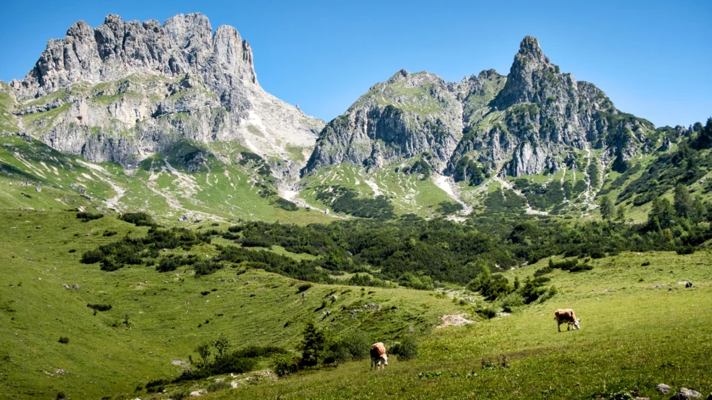 Spring in Filzmoos: Cows grazing in the lush green meadows of the Alps and the enchanting mountain scenery make you feel the revival of nature.